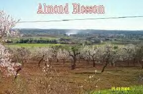 almond_blossom_small.jpg