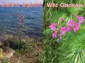 asphodel_and_gladiolus_small.jpg