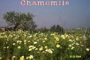 chamomile_small.jpg