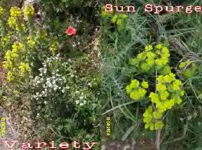 sun_spurge_plus_variety_small.jpg