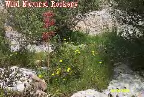 wild_natural_rockery_small.jpg